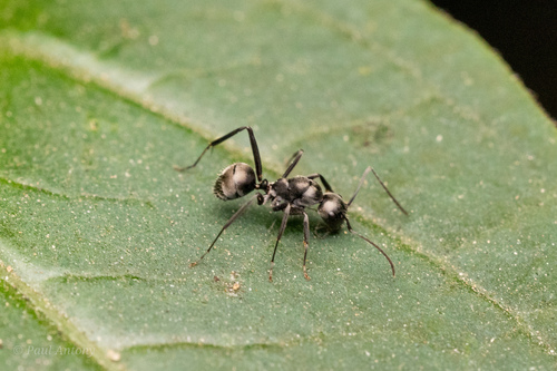 孔子弓背蚁Camponotus confucii