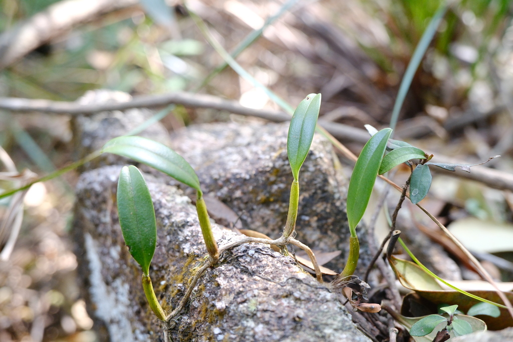Bulbophyllum ambrosia; photograph (c) 王天明, some rights reserved (CC BY)