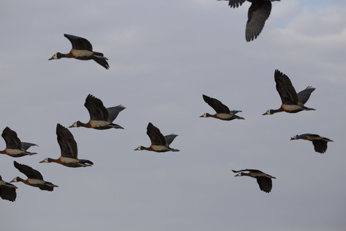 iNaturalist: (c) Александра Ивушкина, some rights reserved (CC BY-NC), uploaded by Александра Ивушкина iNaturalist image