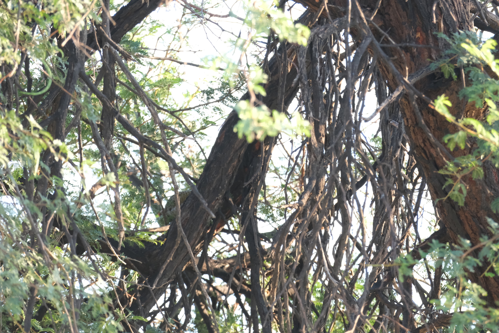 Golden-tailed Woodpecker (Campethera abingoni), photo 1
