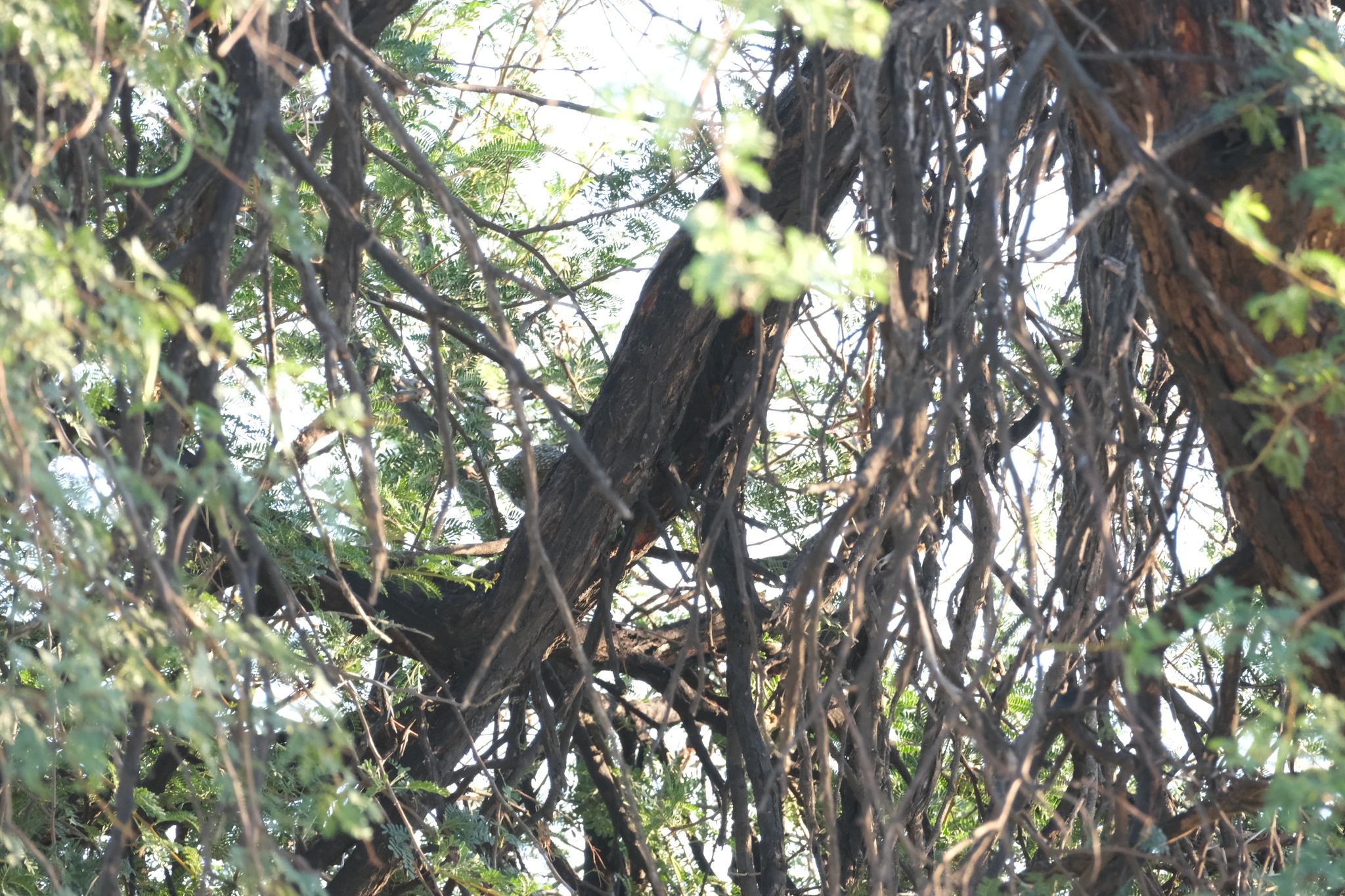 Golden-tailed Woodpecker (Campethera abingoni), photo 2