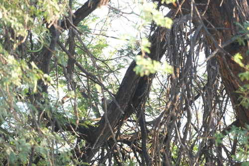 Golden-tailed Woodpecker (Campethera abingoni), photo 7