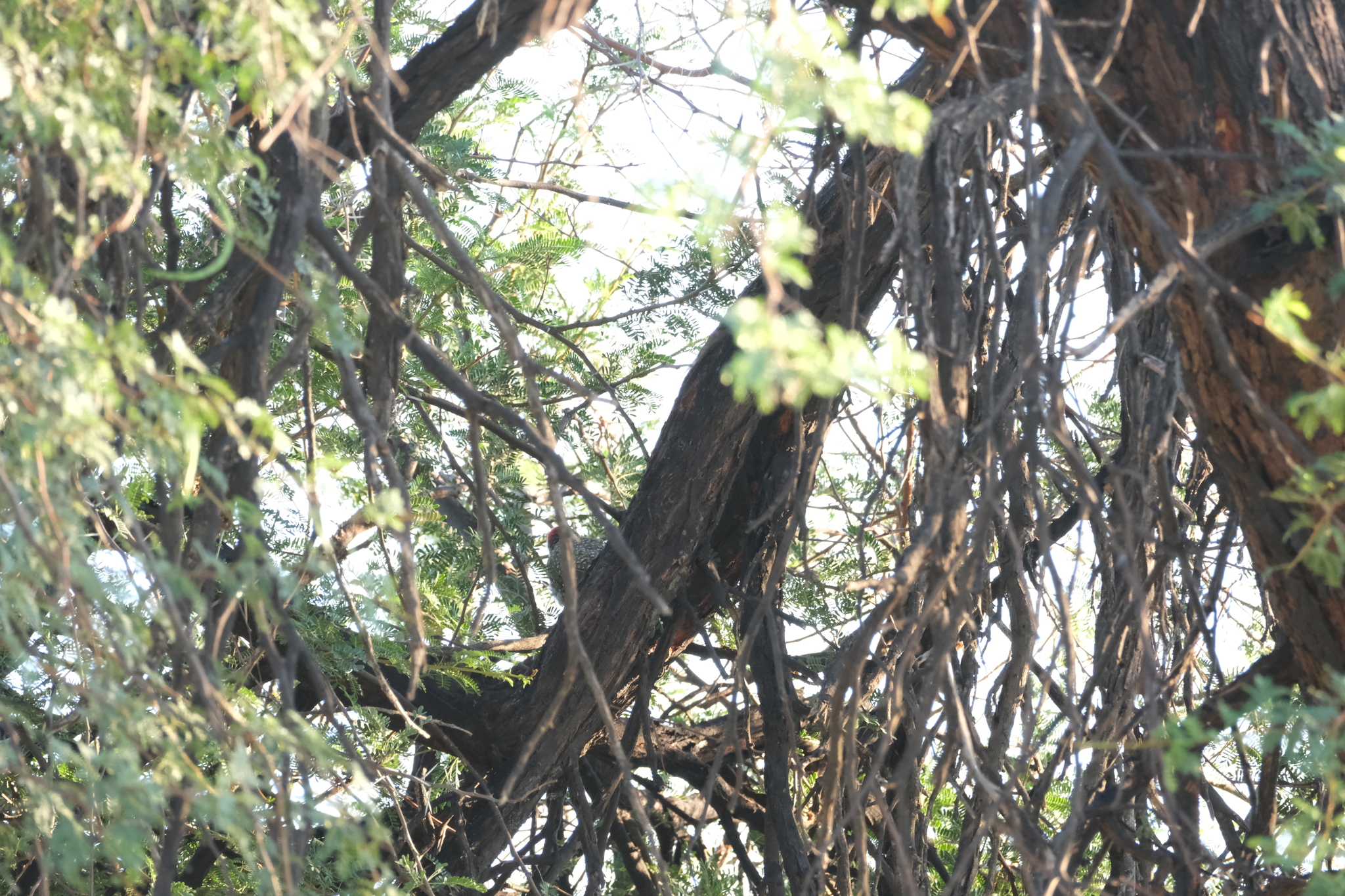 Golden-tailed Woodpecker (Campethera abingoni), photo 7