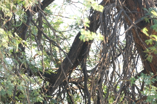 Golden-tailed Woodpecker (Campethera abingoni), photo 9
