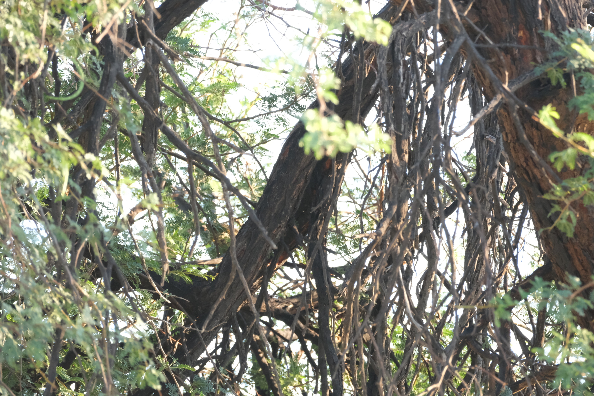 Golden-tailed Woodpecker (Campethera abingoni), photo 9