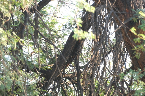 Golden-tailed Woodpecker (Campethera abingoni), photo 8