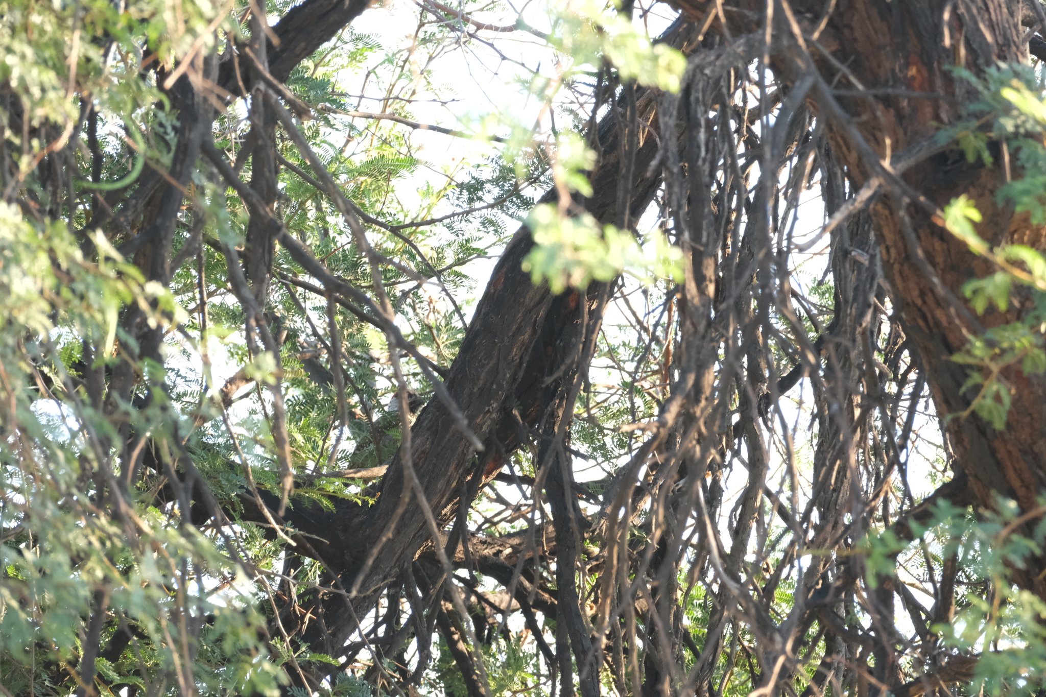 Golden-tailed Woodpecker (Campethera abingoni), photo 8