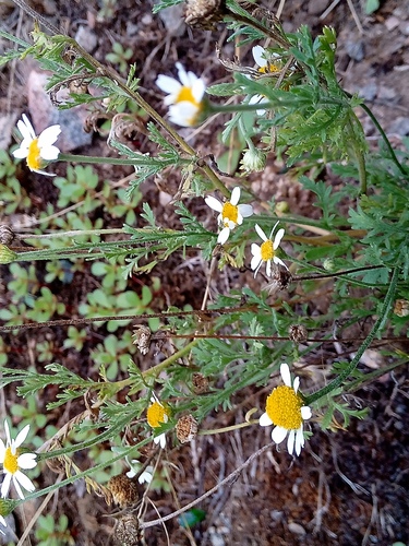 Eastern Chamomile (Anthemis ruthenica)