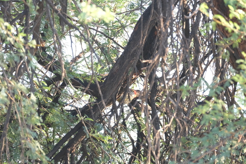 Golden-tailed Woodpecker (Campethera abingoni), photo 10