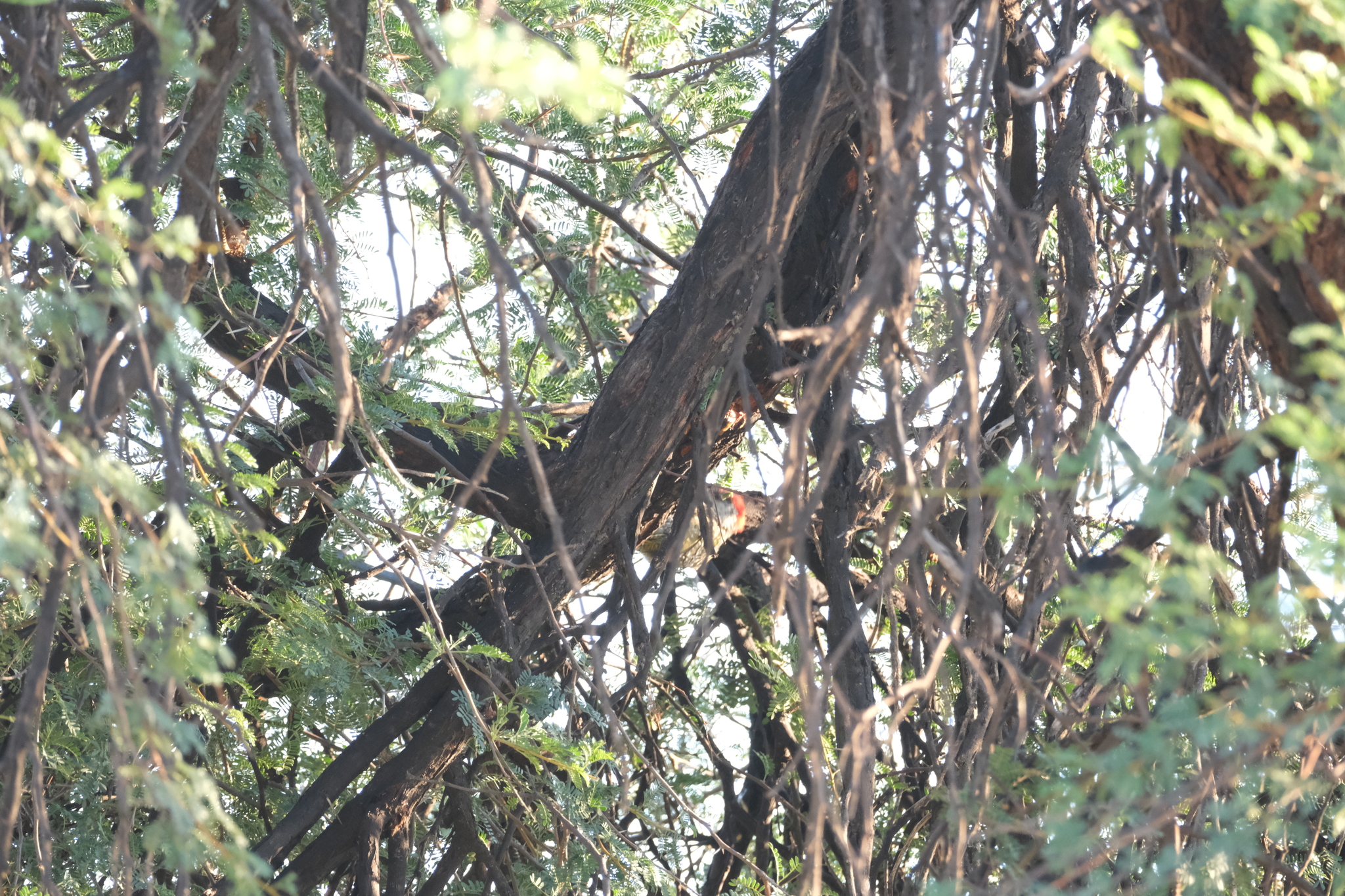 Golden-tailed Woodpecker (Campethera abingoni), photo 10