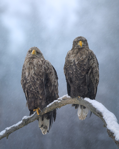 White-tailed eagle