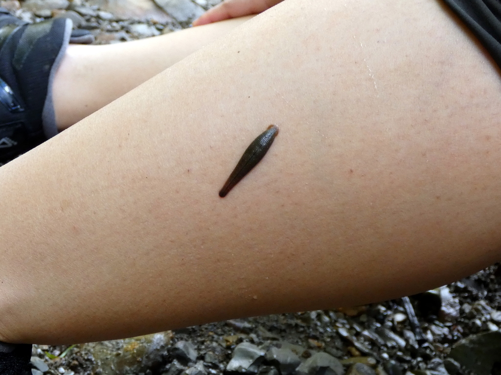 Haemadipsa sumatrana