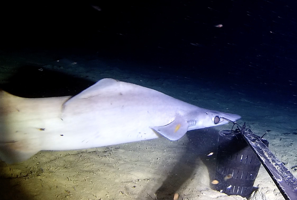 Birdbeak dogfish (Deania calcea) — Centrophoridae