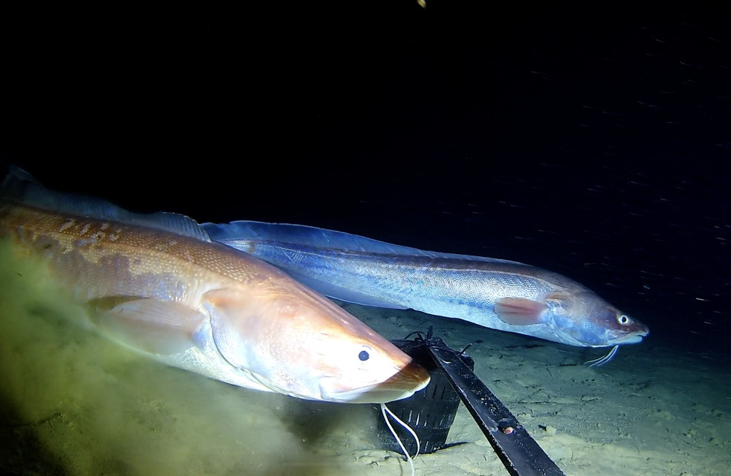 Pink Cusk-Eel