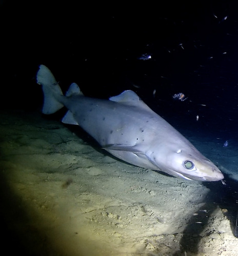 Deepsea spiny dogfish (Centrophorus squamosus) — Centrophoridae