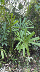 Licuala spinosa, photograph author not stated, no rights reserved