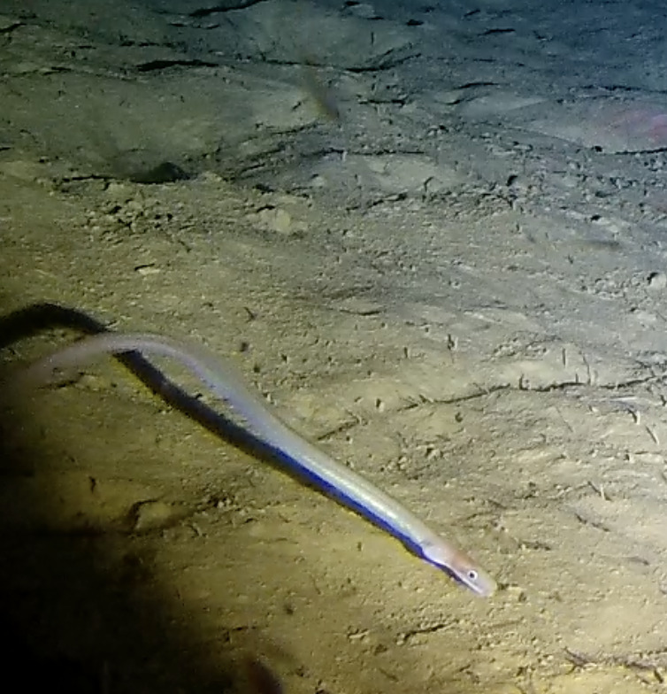Deepwater Big-Eye Worm Eel photo 2