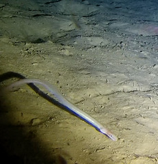 Deepwater Big-Eye Worm Eel photo 1