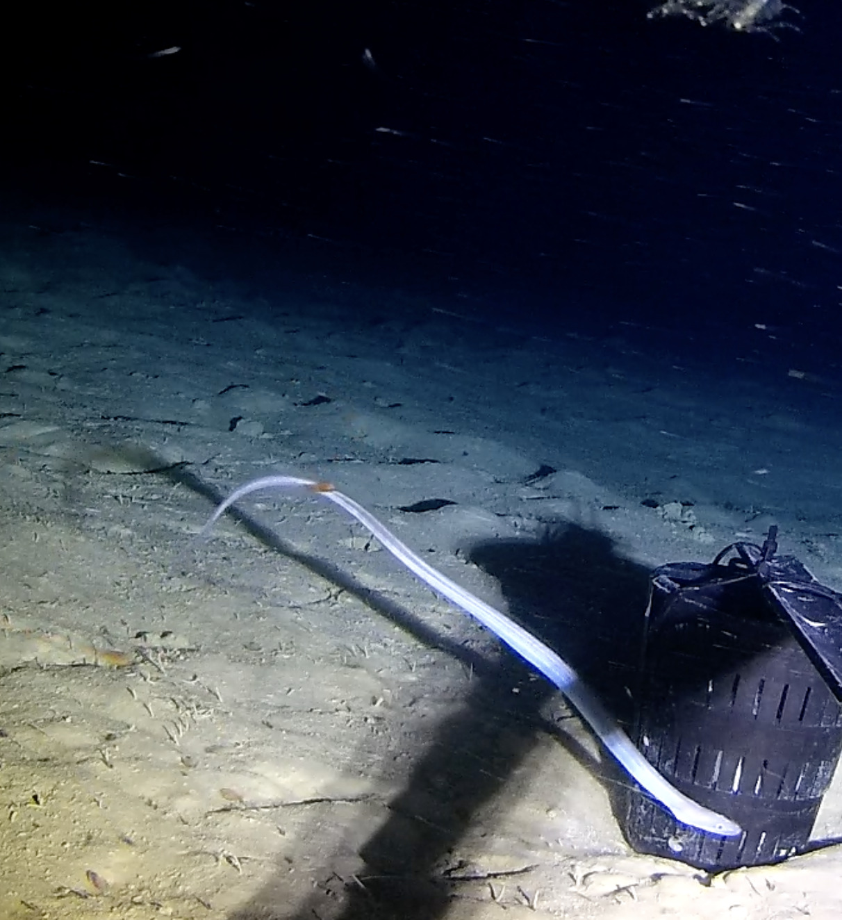 Deepwater Big-Eye Worm Eel photo 3