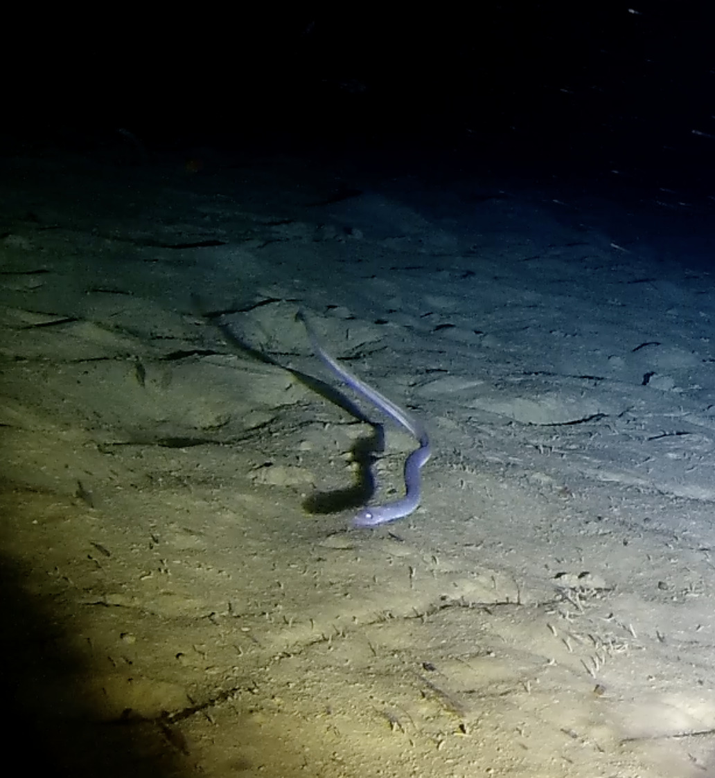 Deepwater Big-Eye Worm Eel photo 4