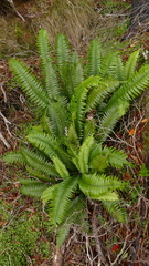 Blechnum durum