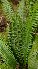 Blechnum durum