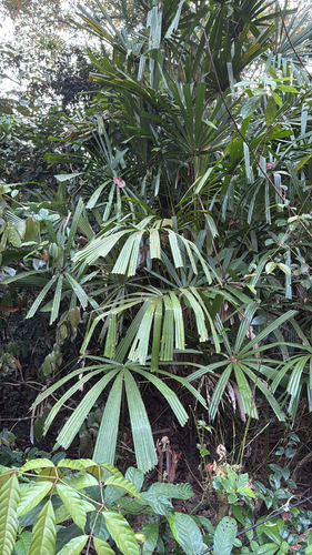 Licuala spinosa, photograph 5