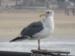 Larus glaucescens × occidentalis