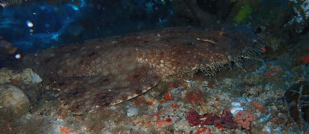 Ogilby’s wobbegong (Eucrossorhinus dasypogon)