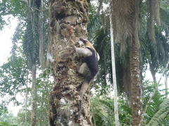 Tamandua