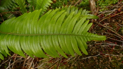 Blechnum durum