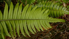 Blechnum durum