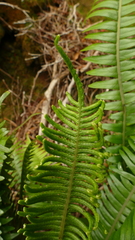 Blechnum durum
