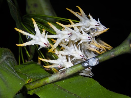 Hoya multiflora (Hoya multiflora)