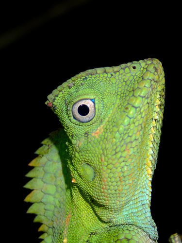 Chameleon Anglehead Lizard, Gonocephalus chamaeleontinus