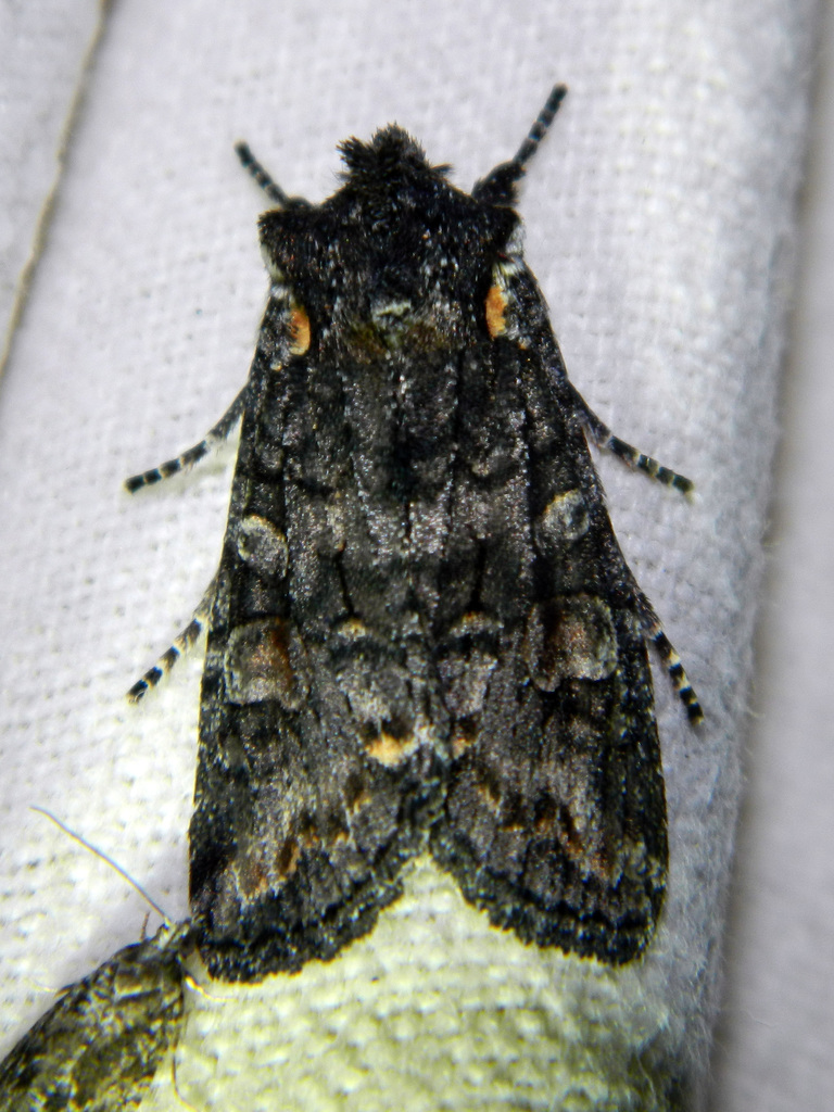 Alder Pinion