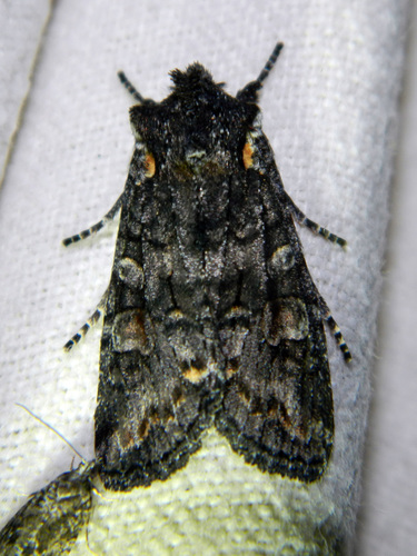 Alder Pinion