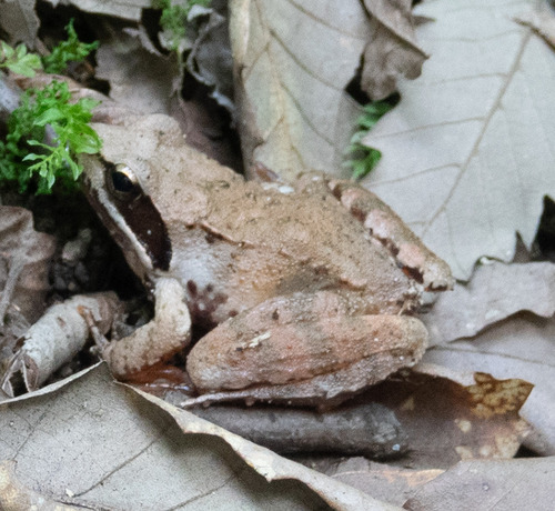 Hyrcanian Wood Frog