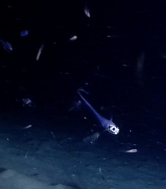 Hymenocephalus maculicaudus