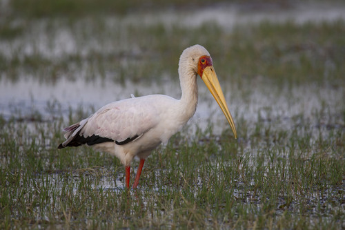 iNaturalist: (c) Александра Ивушкина, some rights reserved (CC BY-NC), uploaded by Александра Ивушкина iNaturalist image