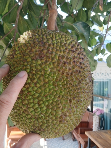 Durian