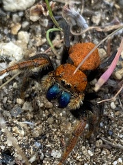 Phidippus nikites