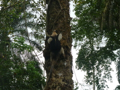 Tamandua