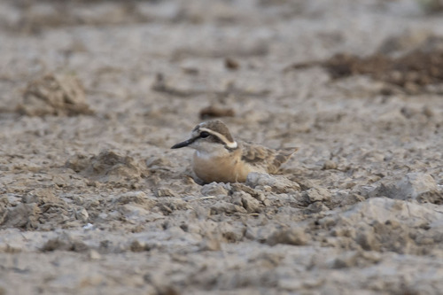 iNaturalist: (c) Александра Ивушкина, some rights reserved (CC BY-NC), uploaded by Александра Ивушкина iNaturalist image