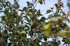 Haemorhous mexicanus