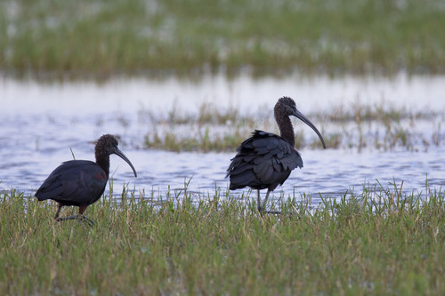 iNaturalist: (c) Александра Ивушкина, some rights reserved (CC BY-NC), uploaded by Александра Ивушкина iNaturalist image