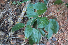 Adenocalymma inundatum