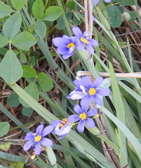 Paranapiacaba connexa