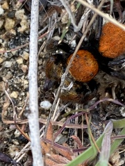 Phidippus nikites