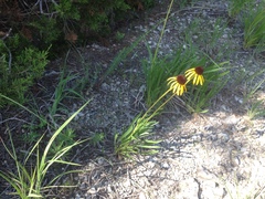 Echinacea paradoxa paradoxa